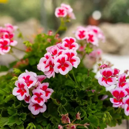 Marinea Star - 3br Coastal Retreat Near Rodafinia Klorakas