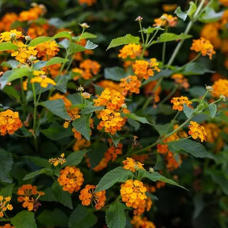 Marinea Star - 3br Coastal Retreat Near Rodafinia *