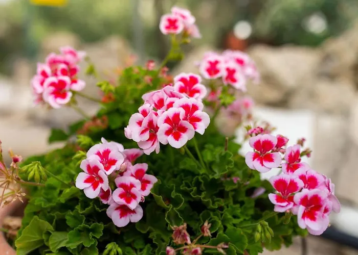 Marinea Star - 3br Coastal Retreat Near Rodafinia Klorakas